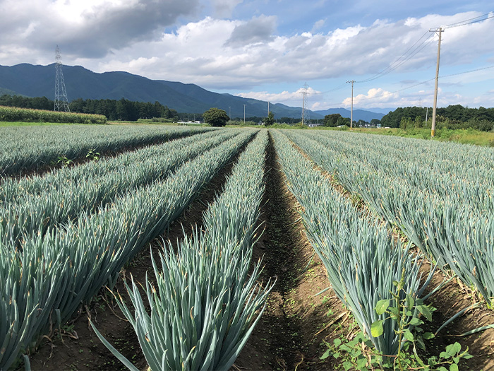 野菜栽培